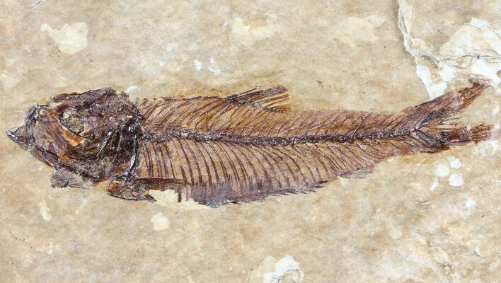 Knightia Fossil Fish - Wyoming #60827